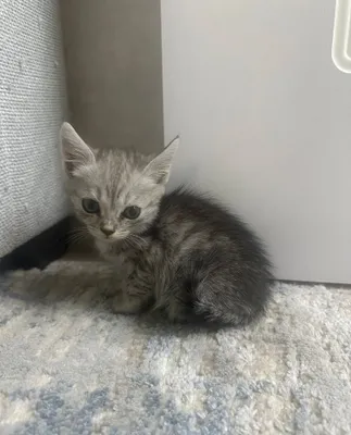 Отдам красивых Котят в добрые руки 1