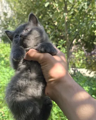 1,5-месячный котёнок породы скоттиш-страйт 1