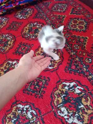 Отдадим котят 1