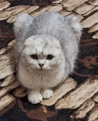 Продам кота не кострат