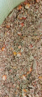 Кукуруза, ячмень, пшеница, просо, сечка риса 1