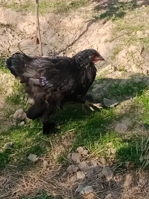 qora horoz zotdor 1