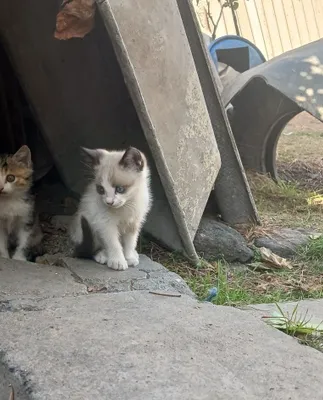 Пристраиваются котята . 1