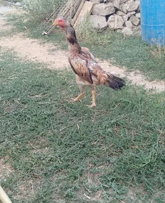 Dakan tovuq sotiladi zotli 1