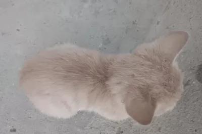 Котёнок-мальчик 1