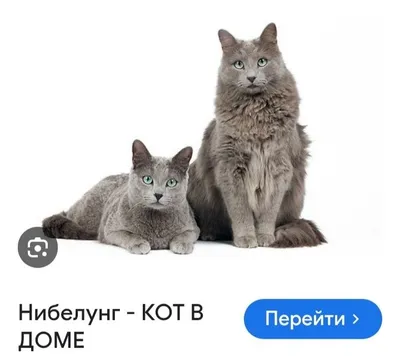 Rus mushuk jamoat oldida Rus mushuk jamoat oldida