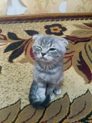 Кошка породы скоттиш-фолд 1