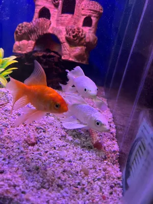 Koi va aranda sotiladi