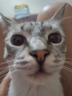 Котёнок сиямский 1