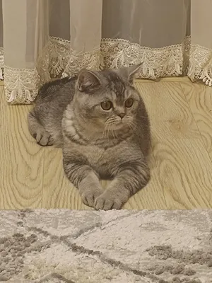вязка британский серебристый кот