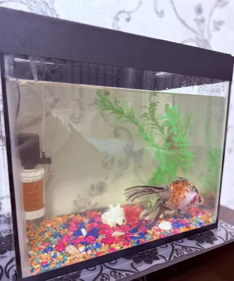 Baliqlar bilan akvarium sotiladi, 30 l 1