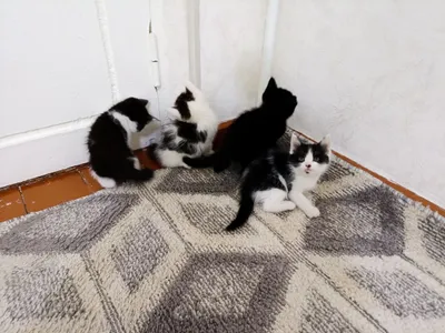 Kotyata, Mushuk котята мушук 1