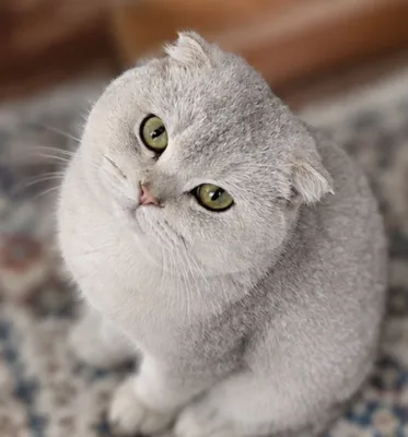 Шотландская вислоухая шиншилла 1
