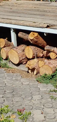 Саженцы можжевельника, цена договорная 1