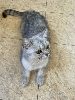 Кот здоровый
