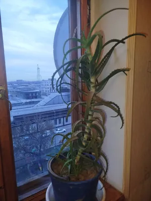 Алоэ лечебное.Алое