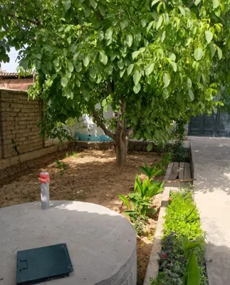 30 yoshli yongʻoq daraxt sptiladi 1