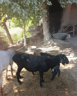 Ona bola qo'y soladi. 1