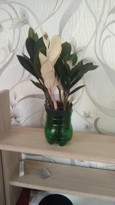 Zamiokulkas Zenzi va variegat, navli aglaonemalar 1
