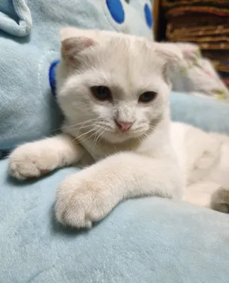 Котёнок 4 месяца 1