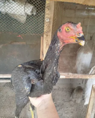 Koreyskiy bobo xoʻrozlar 1