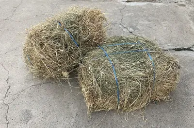 Тяжёлый кормовой сад