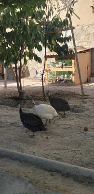 Sesarka tovuqlari sotiladi 1