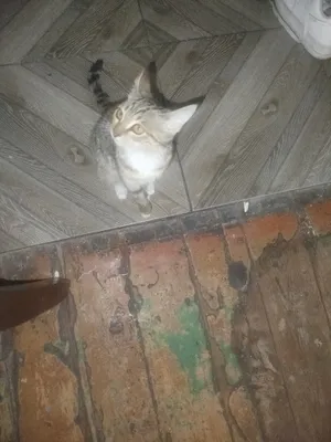 кошка