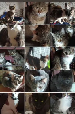 Бесплатно коты, кошки, в добрую семью