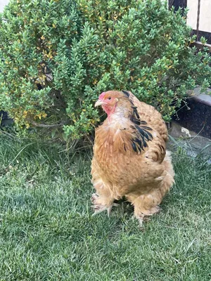 Lena Berkovaning uyi 2 porno video onlayn Tukli Kavkaz gey jinsiy olatni