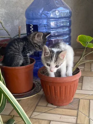 домашние котята 1