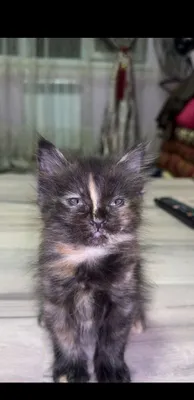 Шатланский скоттиш страйт 1