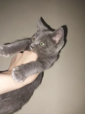 Rostov-Dondagi fohishalar bilan samimiy dam olish