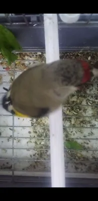 Norchi sotiladi holdor marjonli 1
