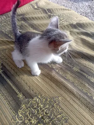 Очень умный кот 4