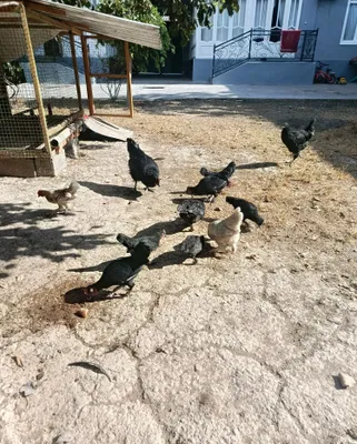 Yapon tovuqlar qiziqishlarga sotiladi. 1