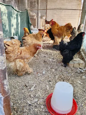 Продаются цыплята и яйца кур породы брама 1