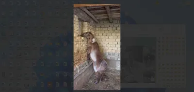 Продаётся породистый баран 1
