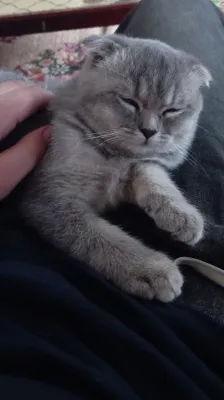 Продаётся шотландская вислоухая кошка