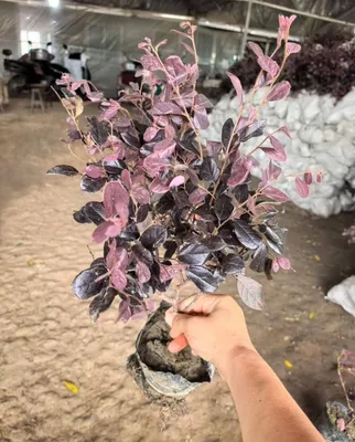 Xlorella suspenziyasi 1 litr — 10 000 so‘m 1