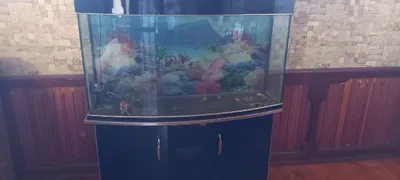 250 litrli akvarium