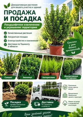 Декоративные растения — продажа, доставка и посадка