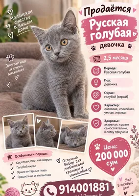 Милая кошечка 2,5 месяца, девочка 1