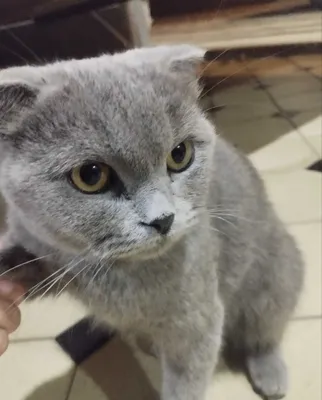 Scottish fold, kulrang, qiz bola, 4-5 oylik 1