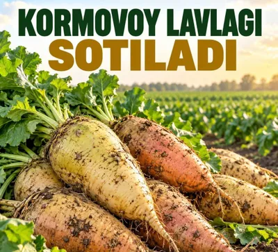 Кормовая свёкла 1
