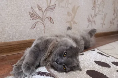 Кошки British Fold Longhair 1 годик