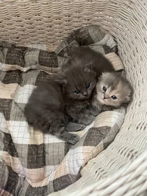 Продаём домашние кошки 1