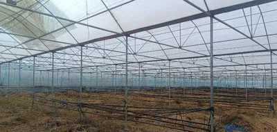 СДАЕТСЯ В АРЕНДУ ПАРНИК (ТЕПЛИЦА) — 5000 кв. г. Гулистан 1