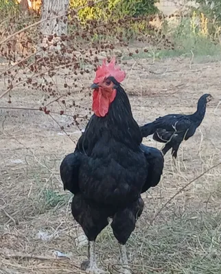 Horozlar sotiladi honadonda boqilgan holati zoʻr sogʻlom 1