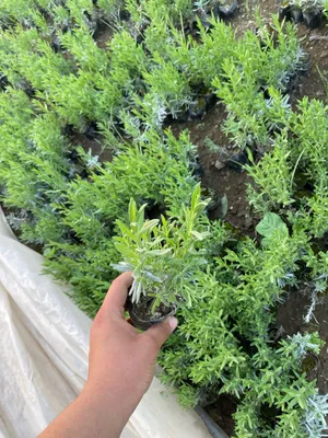 Lavanda fransuskiy 1